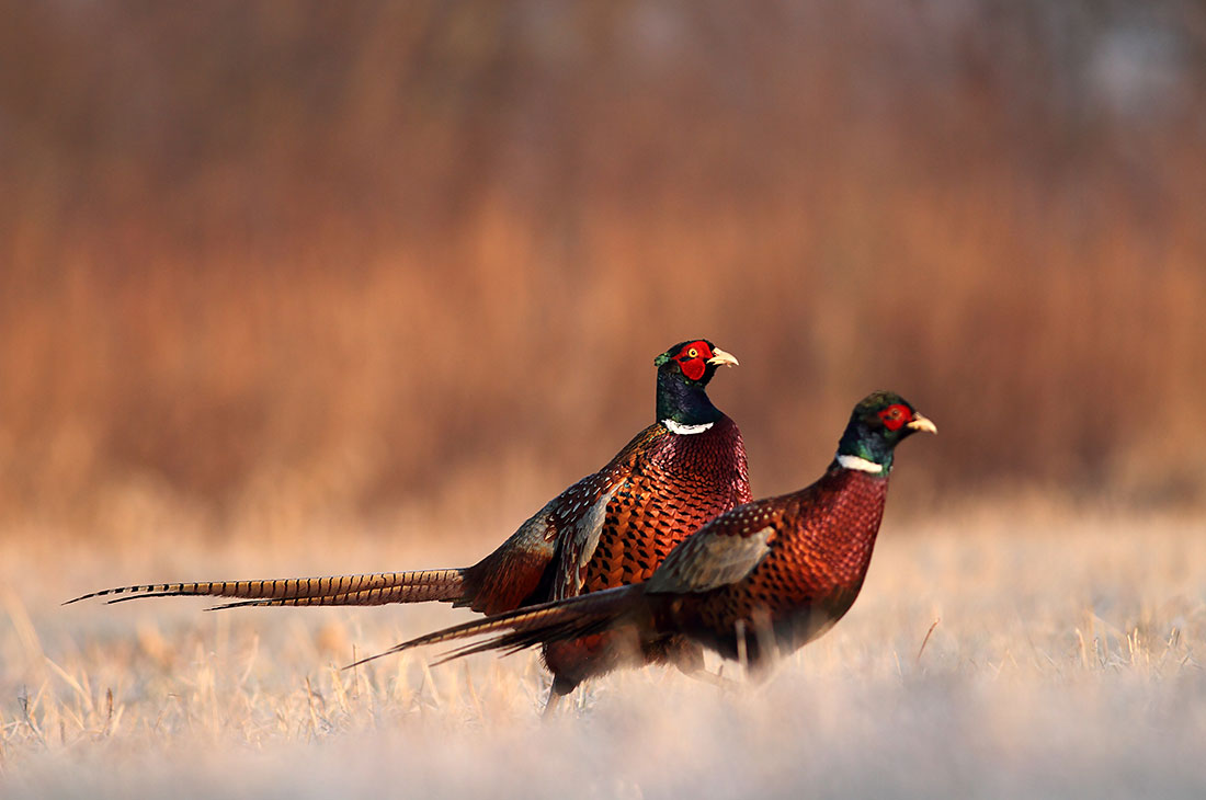 Dead End Pheasant Farm - Almont, Michigan